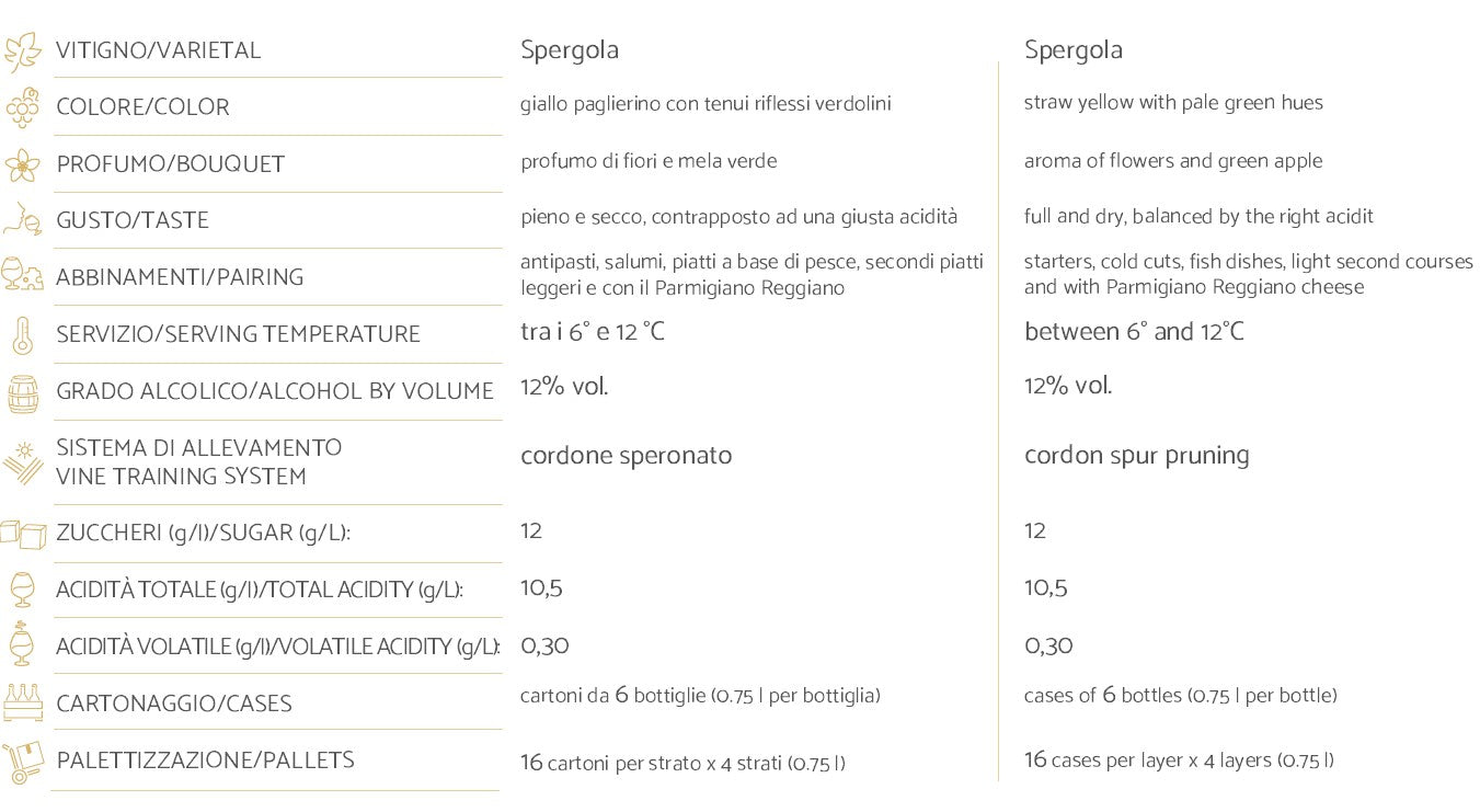 SINTESI SPERGOLA - SPARKLING MILLESIMATO - ARIOLA - 0,75 l